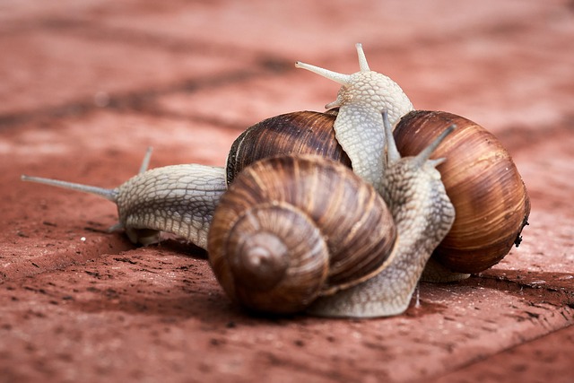 Collision vs. Comprehensive Auto Insurance