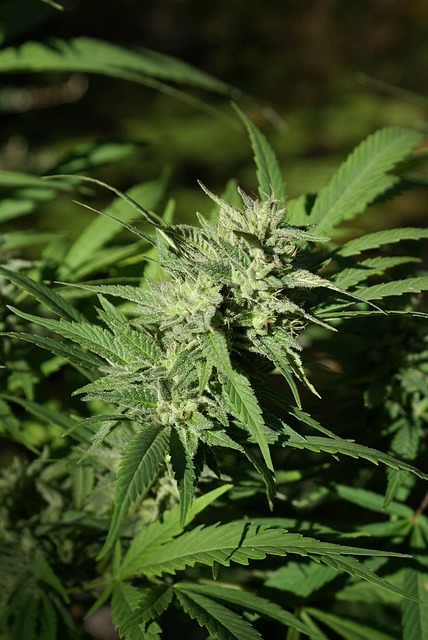 Delta-8 THC Near Me
