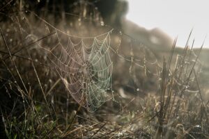 Affordable Web Design: Salterra’s Tailored Approach for Every Business