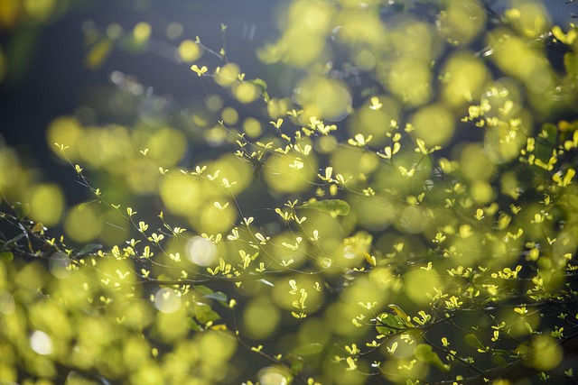 Eco Carpet Services: Safe, Green Cleaning Across Gilbert & Beyond