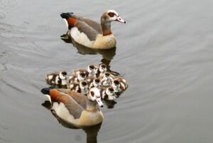 Mastering Family Health Insurance: Comprehensive Guide to Protection