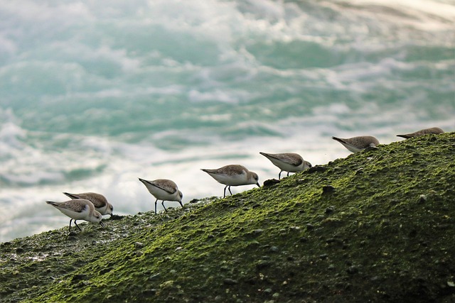 family mediation California