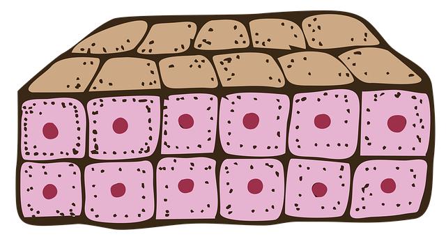 Fat Cell Freezing