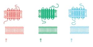 Unlock Stubborn Fat: A Comprehensive Guide to Fat Cell Freezing