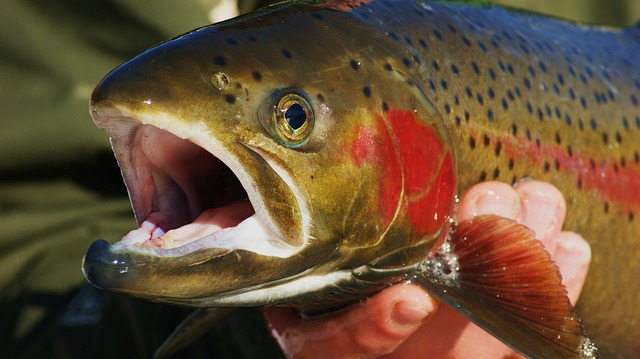 fishing kayak
