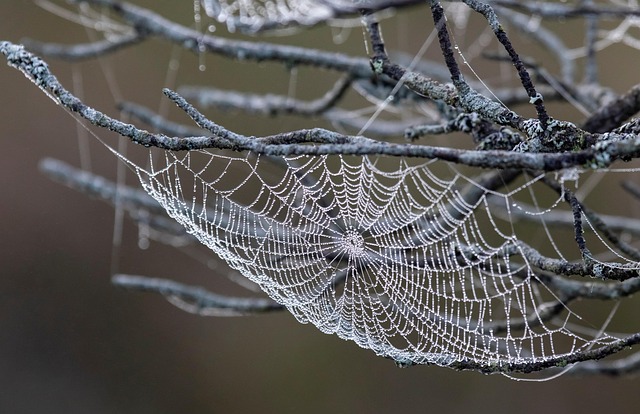 fluid web design