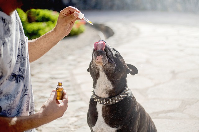 Full Spectrum CBD Tincture