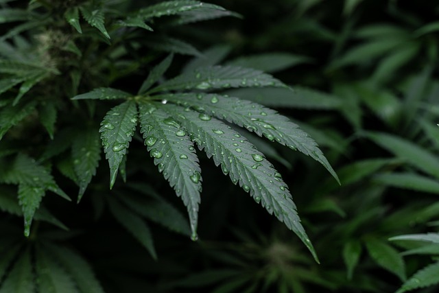 Full Spectrum CBD Tincture