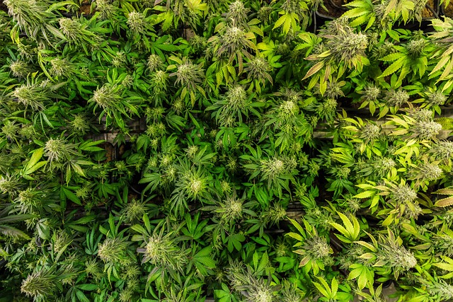 Full Spectrum CBD Tincture