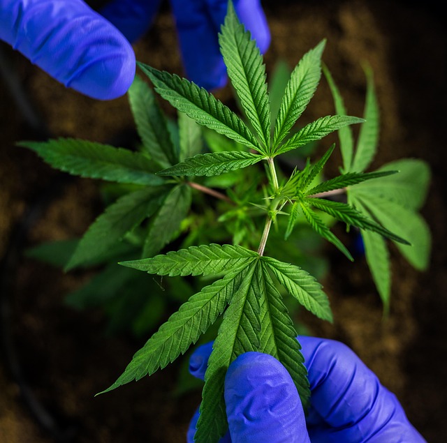 Full Spectrum CBD Tincture