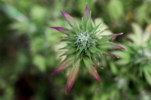 Full Spectrum CBD Tinctures: A Comprehensive Guide to Stress Relief