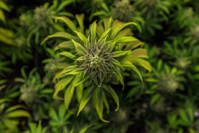 Full Spectrum CBD Tincture