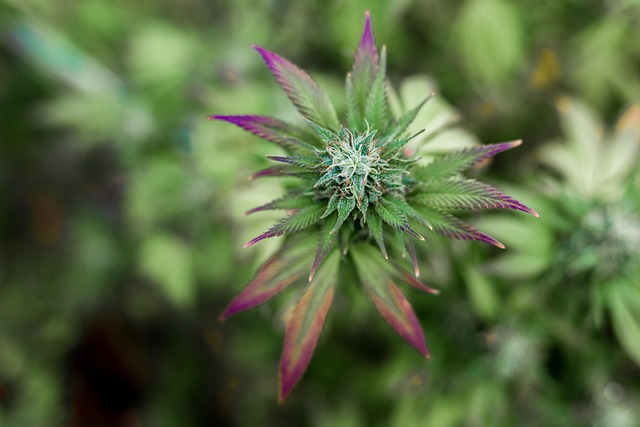 Full Spectrum CBD Tincture