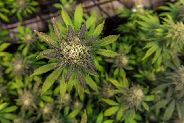 Full Spectrum CBD Tincture