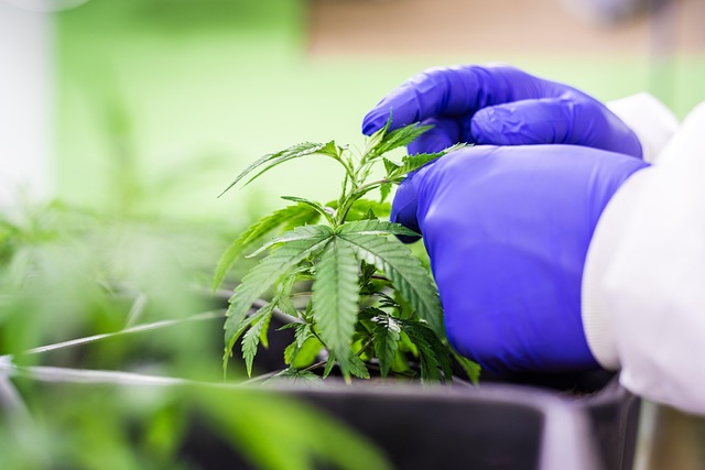 Full Spectrum Hemp Oil