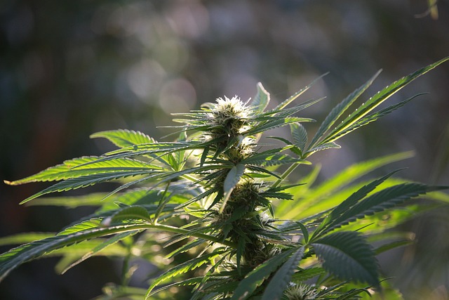 Full Spectrum Hemp Oil