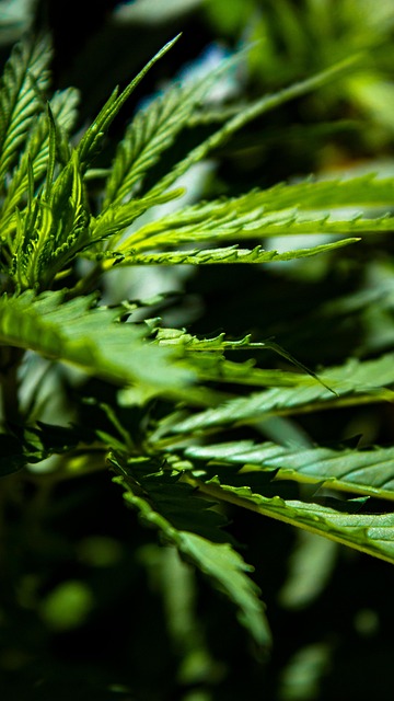 Full Spectrum Hemp Oil