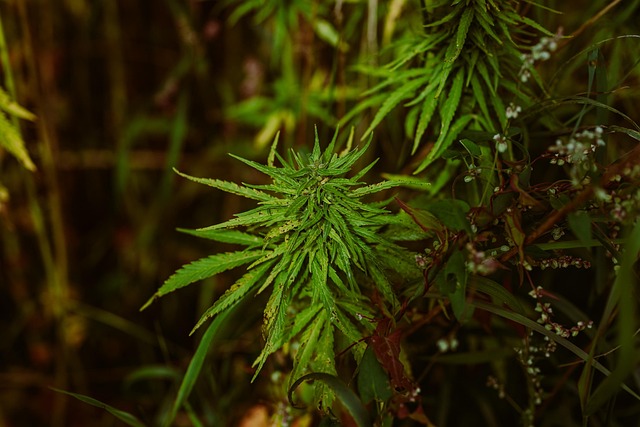 Full Spectrum Hemp Oil