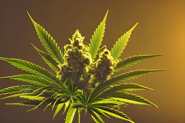 Full Spectrum Hemp Oil