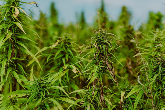 Full Spectrum Hemp Oil