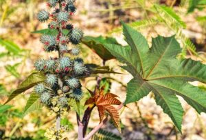 Unlocking Relief: Full Spectrum Hemp Oil for Pain and Inflammation