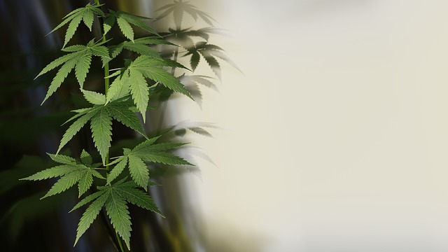 Full Spectrum Hemp Oil