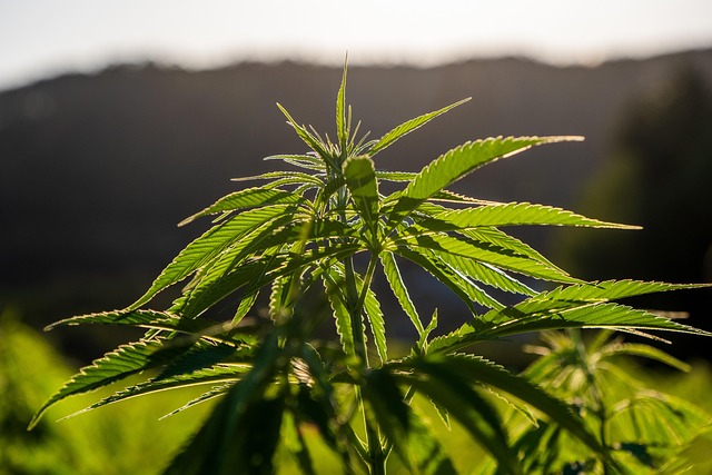 Full Spectrum Hemp Oil