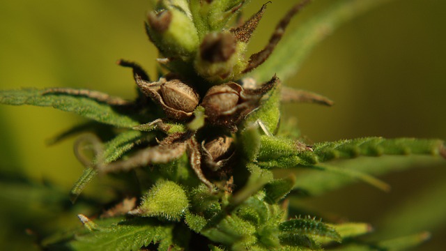 Unleashing Full Spectrum Hemp Oil’s Transformative Power