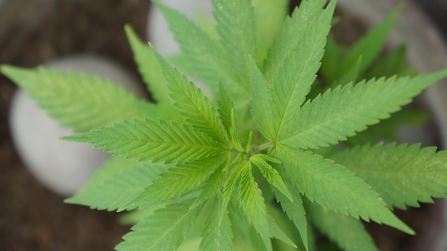 Full Spectrum Hemp Oil: Unlocking Nature’s Complex Potential