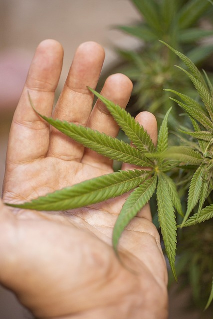 Full Spectrum Hemp Oil