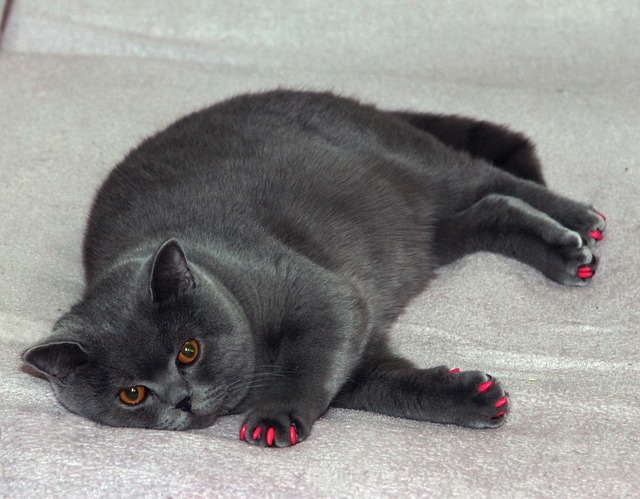 Gilbert fat reduction