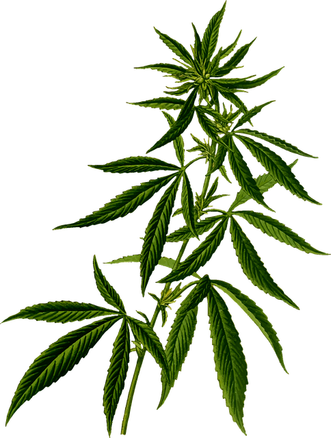 GLP-1 drugs