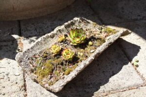 Sustainable Business: Green Roofing Systems Near Me for Energy-Efficient Future