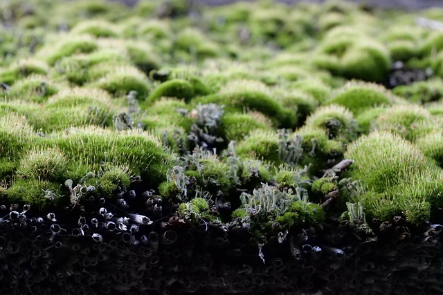 green roofing systems contractor