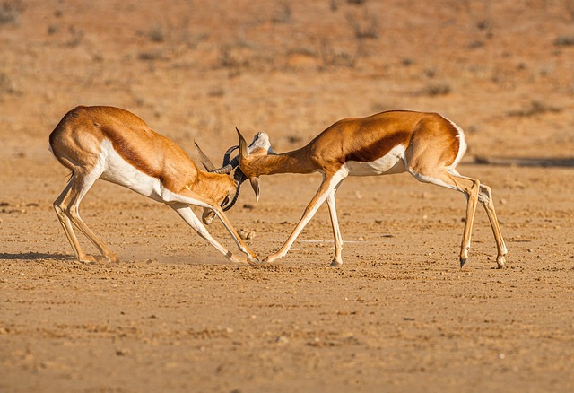 ground fighting AZ