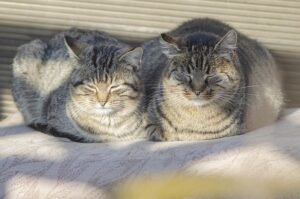 Heated Dog Houses: Ensuring Comfort and Safety in Harsh Weather