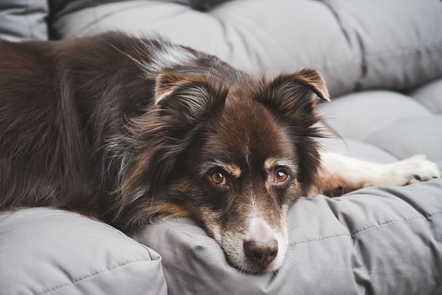 heated dog house