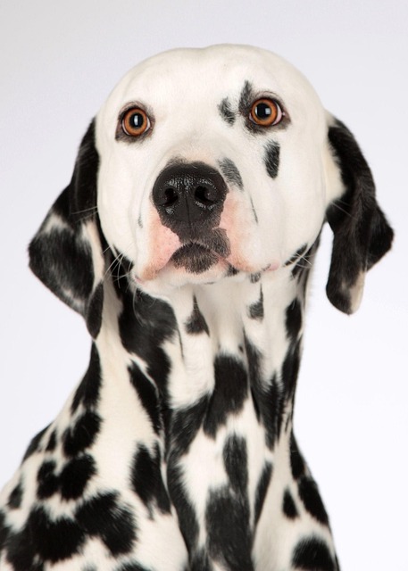 heated-dog-house-640x480-21298354.jpeg