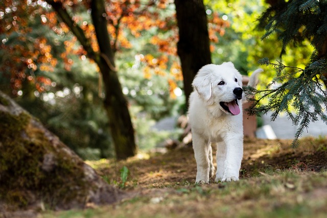 heated dog house