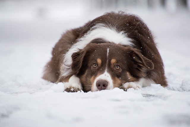 heated dog house