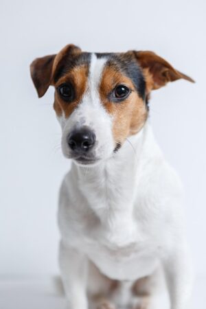 Heated Dog Houses: Comfort & Safety for Furry Friends in Cold Weather