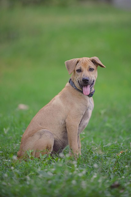 Heated Dog Houses: Comfort & Safety for Furry Friends in Cold Weather