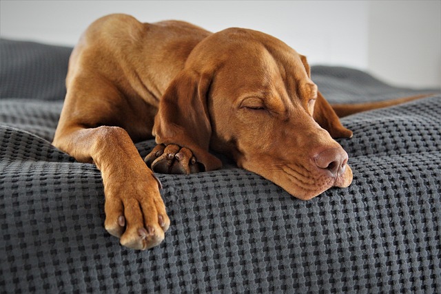 heated dog house
