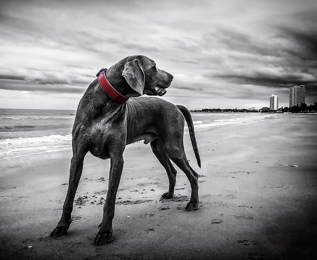 Warm Comfort: Heated Dog Houses for Harsh Weather Protection