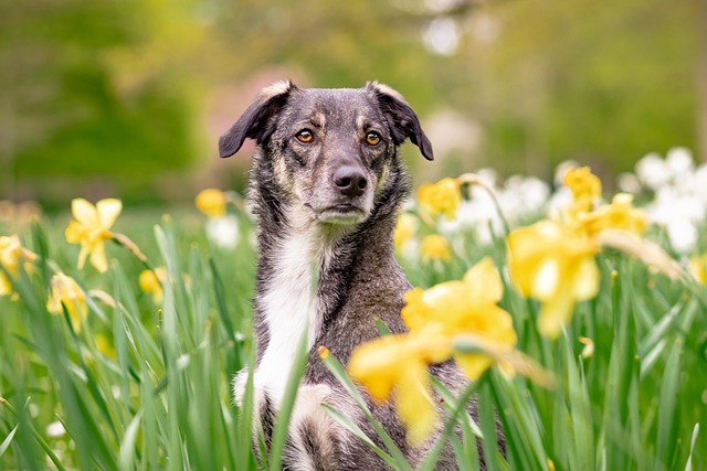 Warm Comfort: Heated Dog Houses for Winter Safety