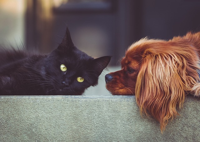 heated dog house
