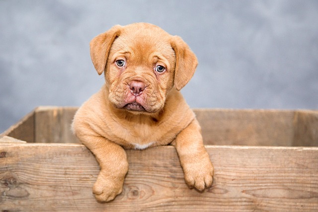 Warm Comfort: Heated Dog Houses for Cold Climates
