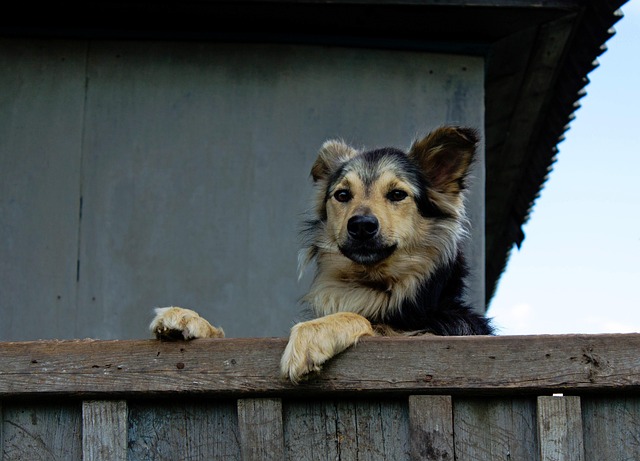 heated dog house
