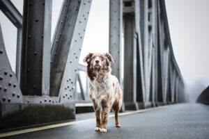 Warm Comfort for Furry Friends: Exploring Heated Dog Houses