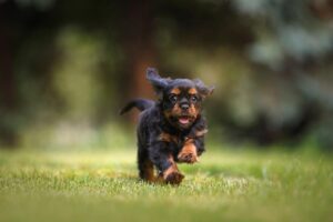 Keep Your Pets Warm: Exploring Heated Dog Houses for Comfortable Safety